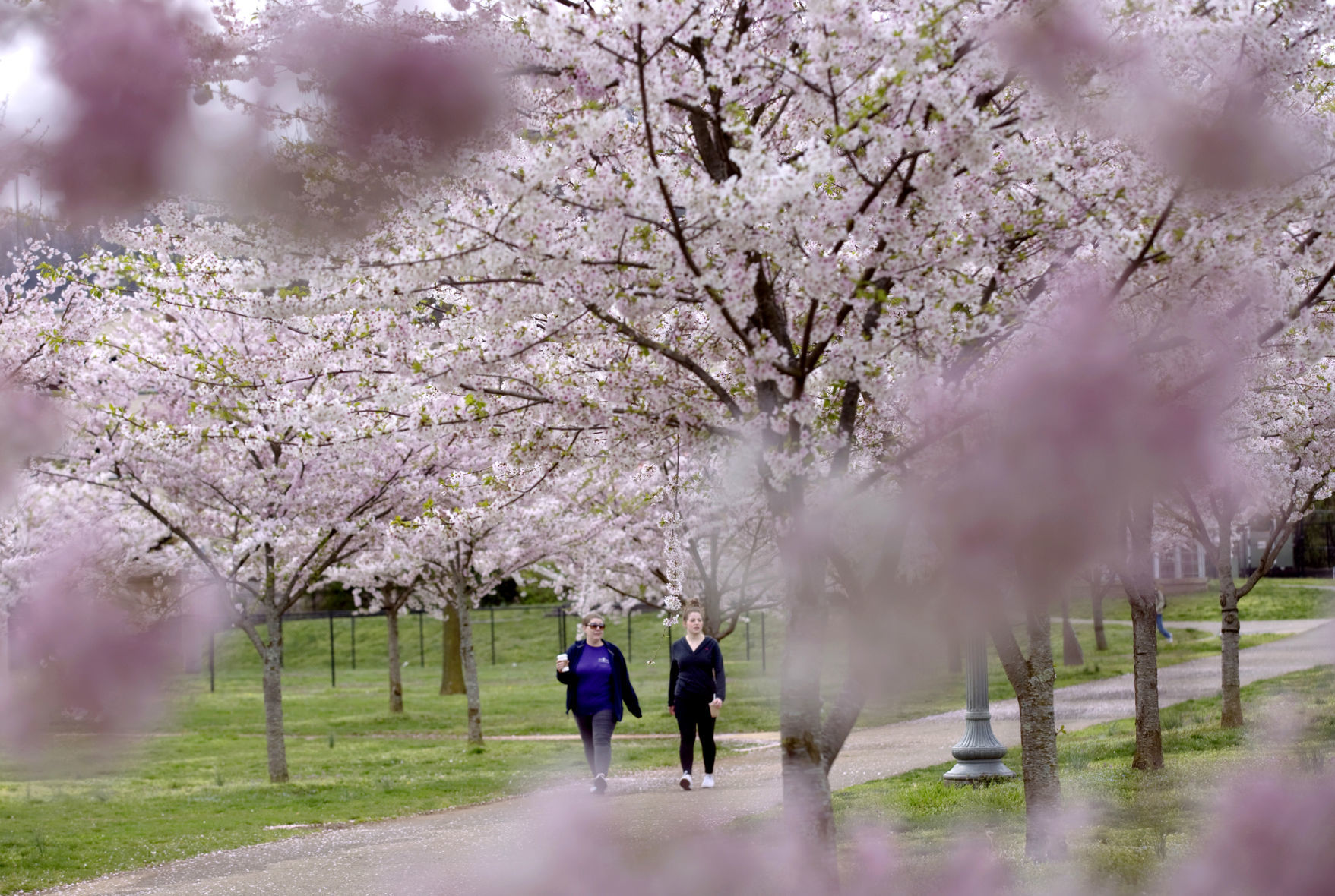 hr cherryblossoms